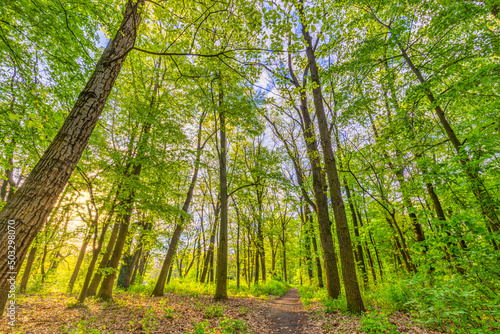 Beautiful forest path as panorama background. Bright green leaves, spring summer trail in the forest. Hiking adventure, freedom recreational nature activity concept. Trees under sun rays, lush foliage