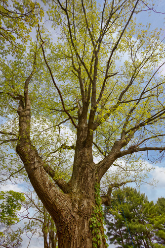 Giant Oak, Spring, Virginia, Blue Ridge Mountains