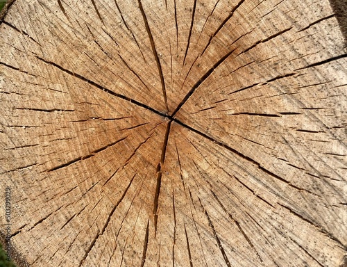 the cut slice of a tree trunk with interesting patterns and spots