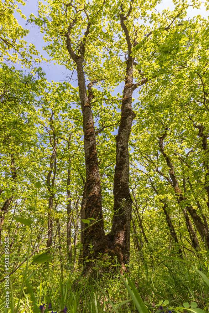 Fototapeta premium Crown of trees in spring in the forest