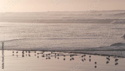 Ocean waves, many quick sandpiper birds, small sand piper plover shorebirds flock, Monterey beach wildlife, California coast sunset, USA. Sea water tide, littoral sand. Tiny fast young baby avian run.