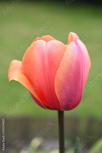Tulipany