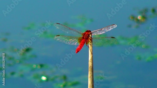 Red dragonfly (Crocothemis erythraea) sits on the tip of a reed. Ukraine photo