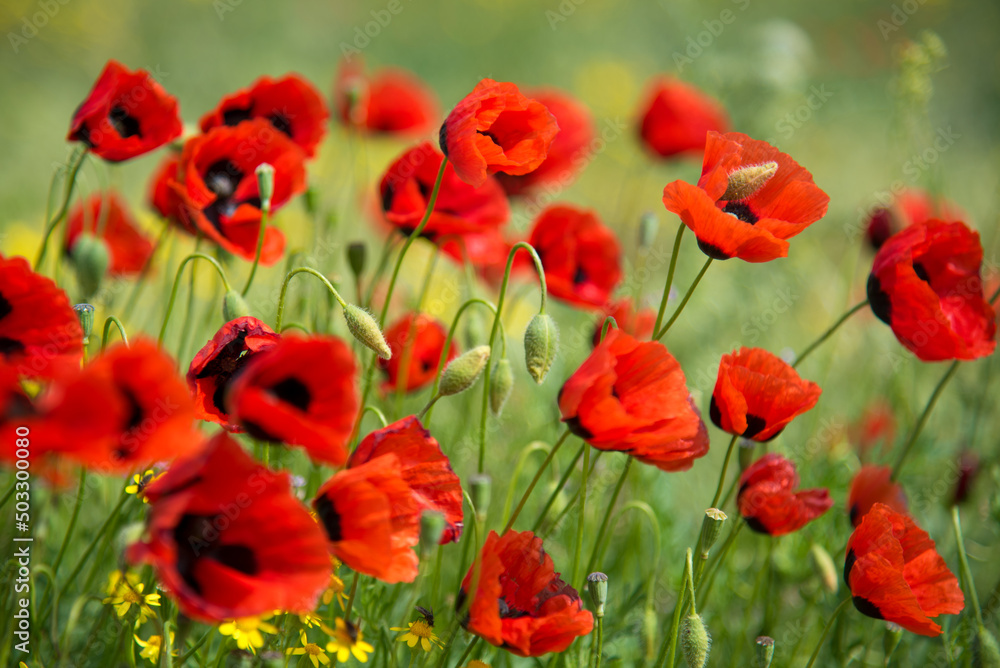 Beautiful red poppies against the background of green grass. Background. Nature. Can used as a background or screen saver on phone or computer monitor. A picture for the interior. Beautiful red poppies against the background of green grass. Background. Nature. Can used as a background or screen saver on phone or computer monitor. A picture for the interior.