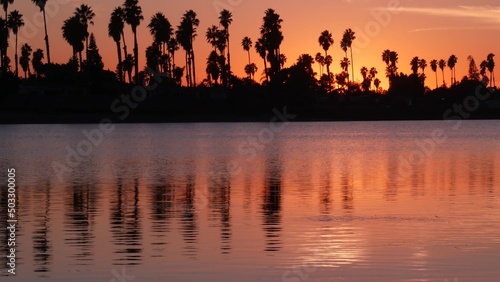 Many palm trees silhouettes on sunset ocean beach, California coast, USA. Reflection of purple pink orange tropical sky in calm water of Mission Bay Park, San Diego shore. Seamless looped cinemagraph.