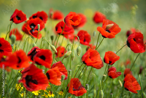 Beautiful red poppies against the background of green grass. Background. Nature. Can used as a background or screen saver on phone or computer monitor. A picture for the interior.