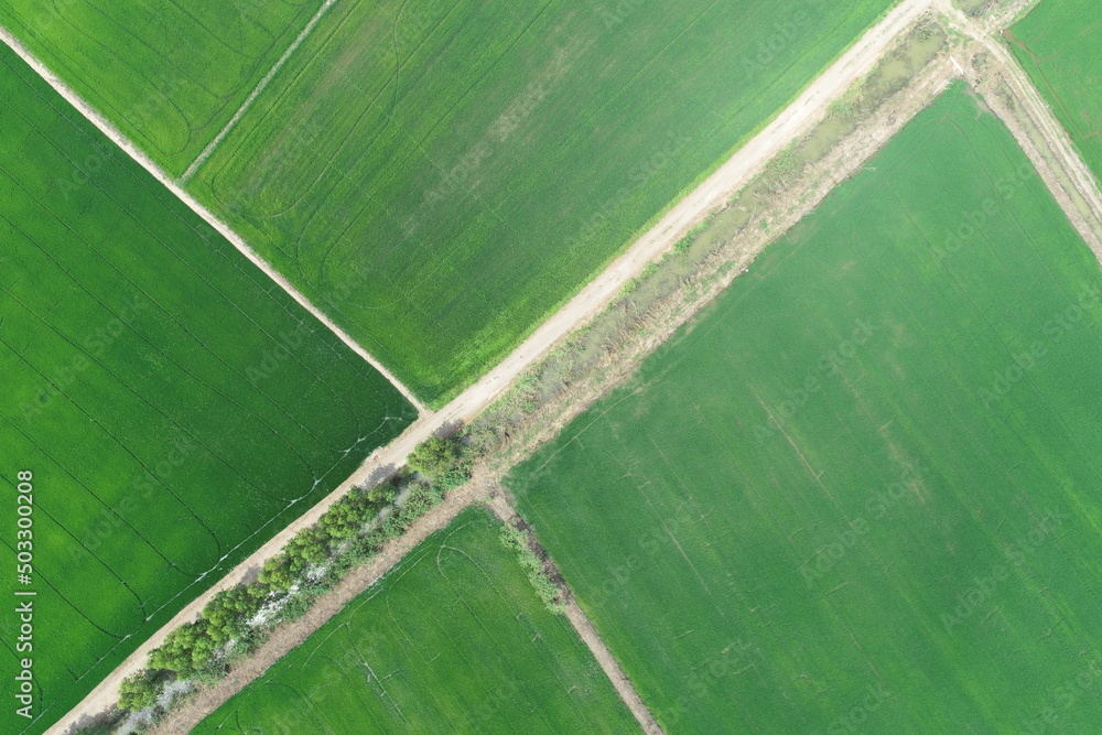 Green rice Fileds aerial view Thailand countryside