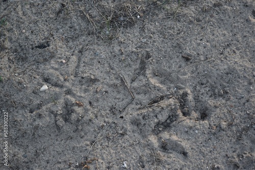 Turkey tracks in the sand 