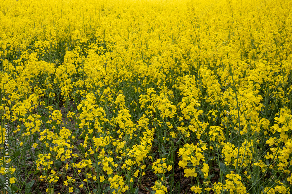 field of yellow rapeseed