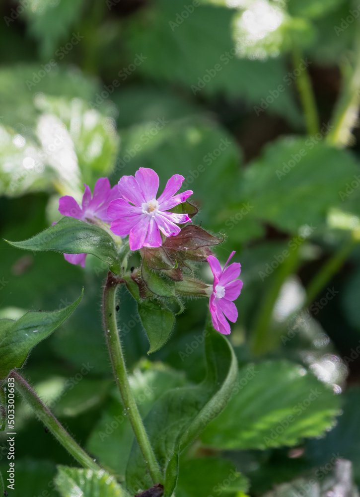 beautiful pink flower of the hedgerow crane's bill aslo known as mountain cranesbill (Geranium pyrenaicum) beautiful pink flower of the hedgerow crane's bill aslo known as mountain cranesbill (Geranium pyrenaicum)