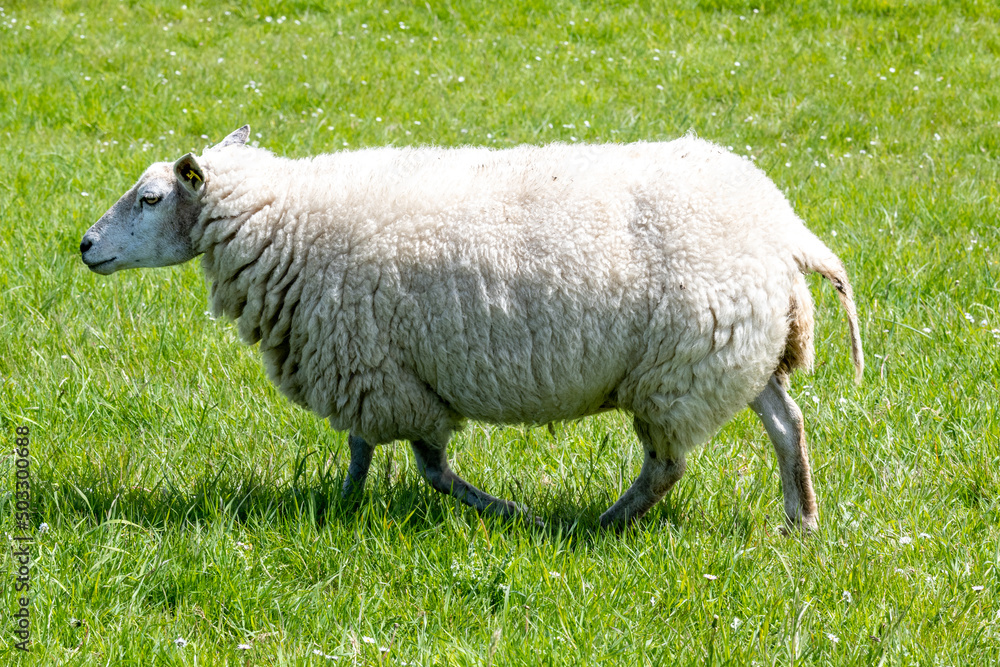 Fototapeta premium sheep on a meadow