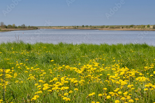 dandelions in the meadow at a river