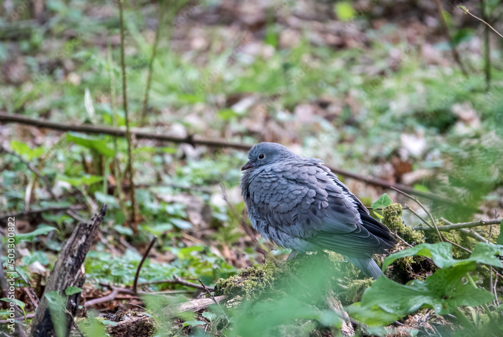 a juvenile Stock Dove (Columba oenas) drying from a water bath a juvenile Stock Dove (Columba oenas) drying from a water bath