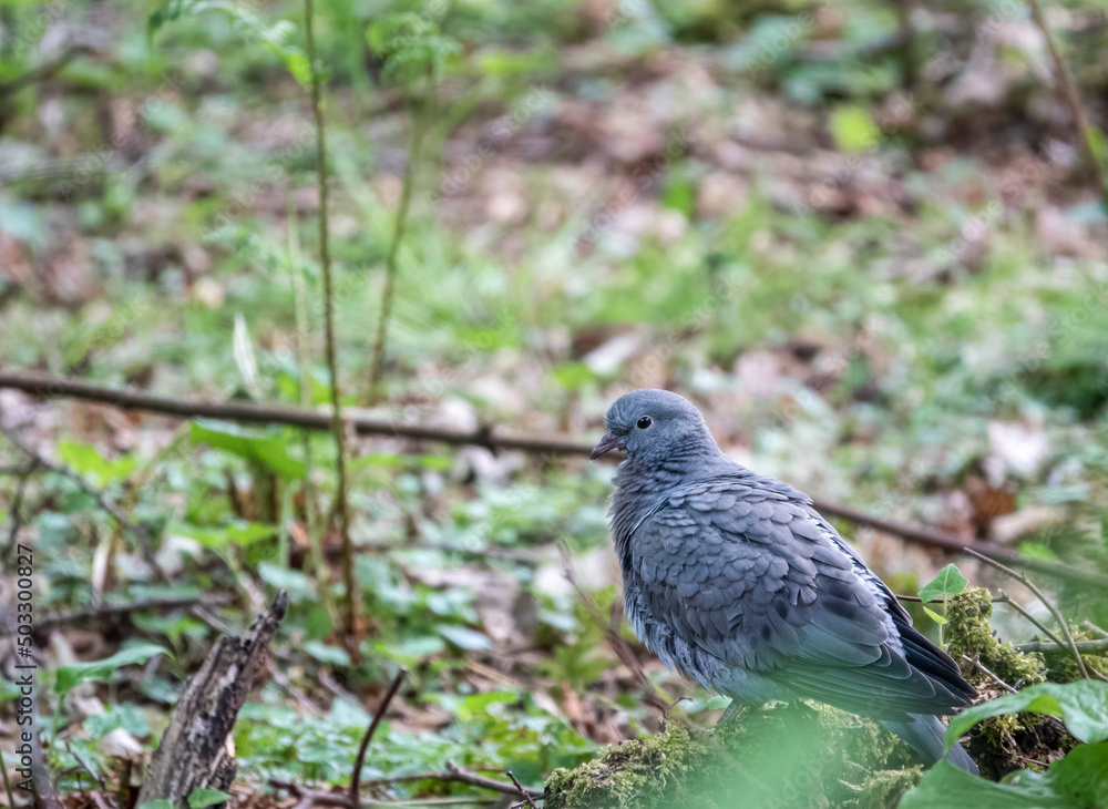 a juvenile Stock Dove (Columba oenas) drying from a water bath a juvenile Stock Dove (Columba oenas) drying from a water bath
