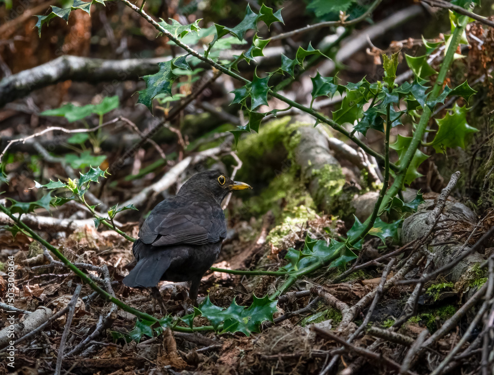 close up of a blackbird (turdus merula) feeding amongst woodland undergrowth close up of a blackbird (turdus merula) feeding amongst woodland undergrowth