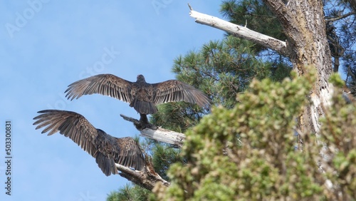 Turkey vulture on tree, scavenger carnivorous buzzard waiting hunting. Bald red head, wings of bird of prey. Predator, who feeding carrion like griffon. Point Lobos wildlife, California USA. Wingspan. photo