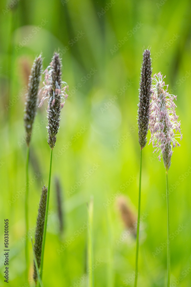 flowers in the grass
