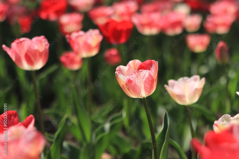 Field of blooming pink and red tulips, selective focus Field of blooming pink and red tulips, selective focus