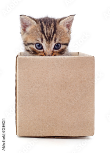 Kitten in a box.