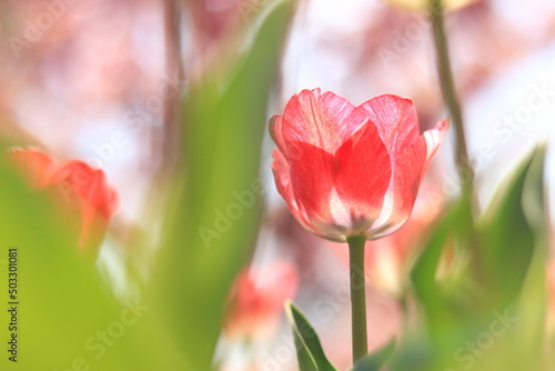 Blooming tulips in the parks. Close-up shot of a flower against the backdrop of cherry blossoms. Warm spring weather. Selective focus, front flower in blur