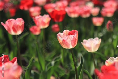 Field of blooming pink and red tulips, selective focus