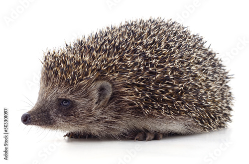 One big brown hedgehog.