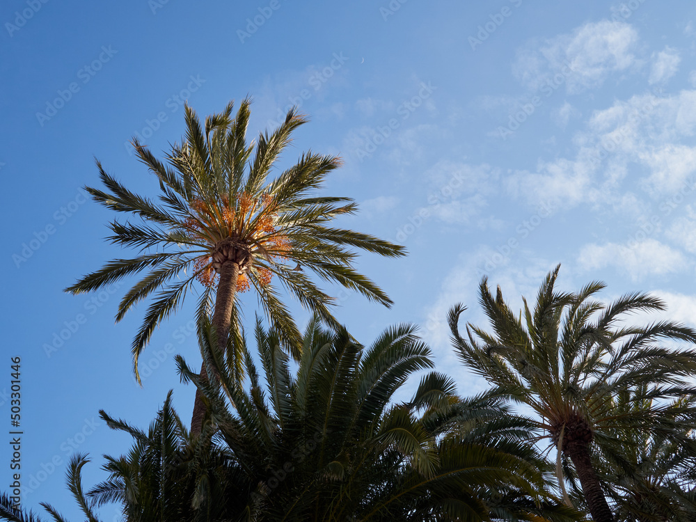 Palm trees in a sunny day. Background with copy space Palm trees in a sunny day. Background with copy space
