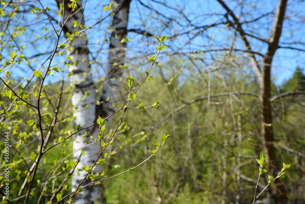 beautiful birch pumupri on a sunny day in spring beautiful birch pumupri on a sunny day in spring