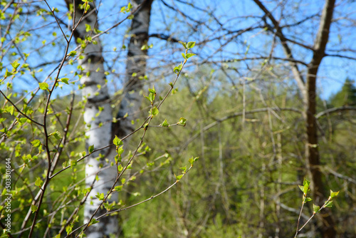 beautiful birch pumupri on a sunny day in spring