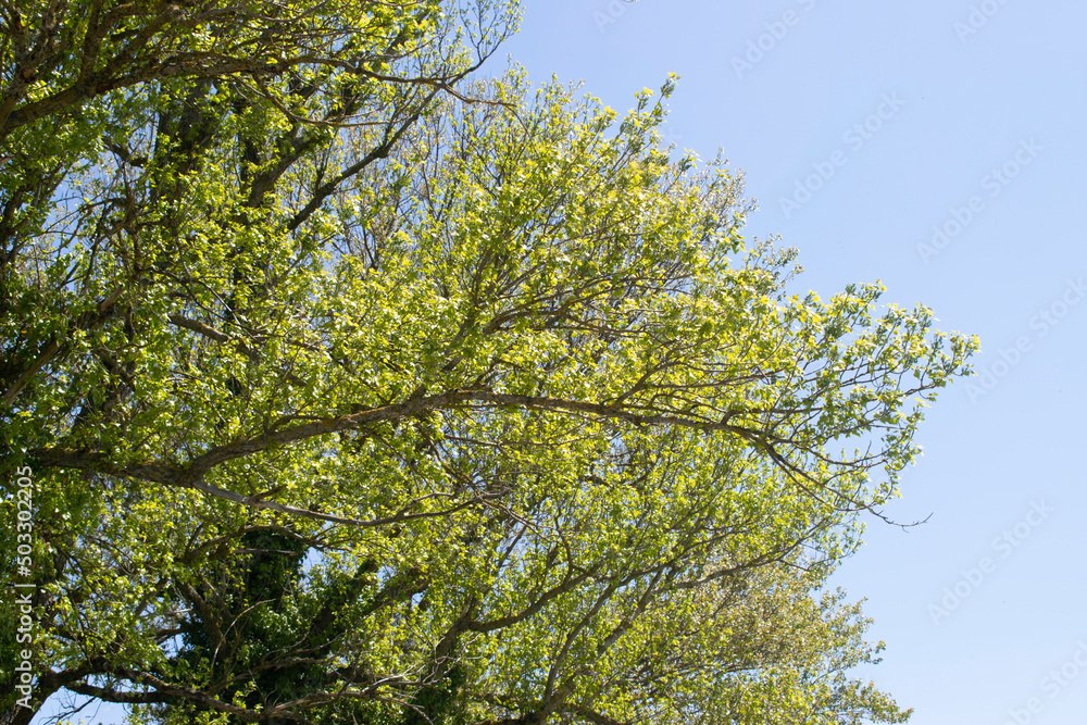 Obraz premium Copas y ramas de árbol de un bosque en primavera. 