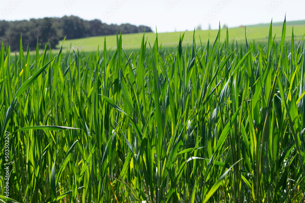 Campos de cultivo verde visto desde cerca. Campos de cultivo verde visto desde cerca.