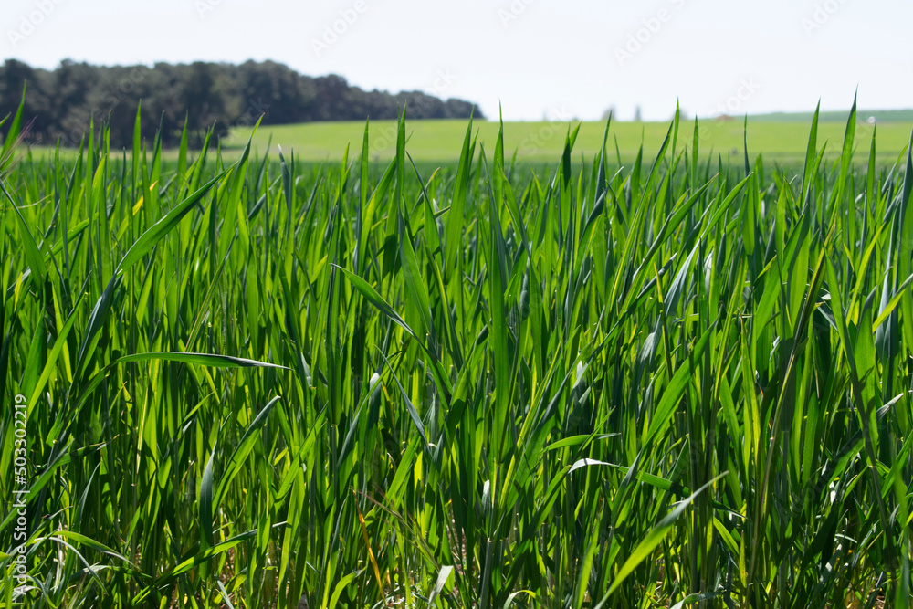 Fototapeta premium Campos de cultivo verde visto desde cerca. 