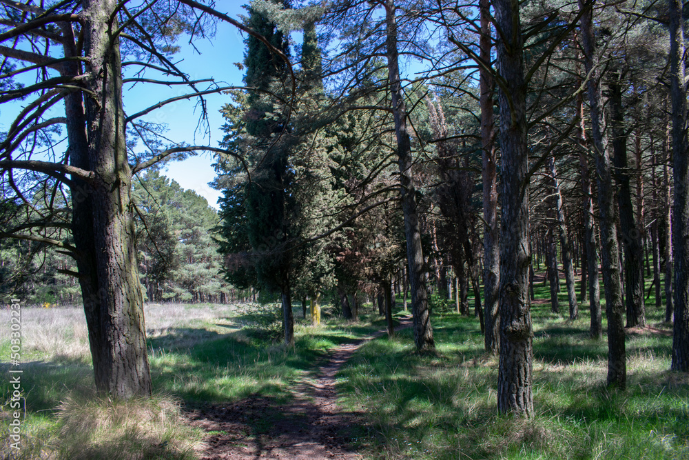 Paisaje de bosque de pinos atravesado por un camino. Paisaje de bosque de pinos atravesado por un camino.