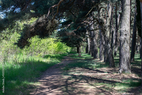 Paisaje de bosque de pinos atravesado por un camino.