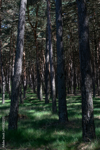 Fototapeta Naklejka Na Ścianę i Meble -  Paisaje de bosque de pinos atravesado por un camino.
