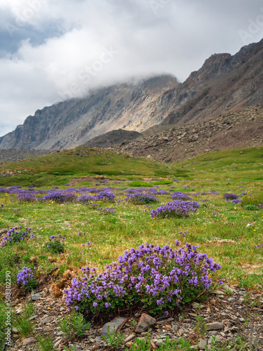 Amazing summer mountain scenery. A lawn covered with bushes purple flowers. Natural landscape with beautiful cloudy sky. The revival of the planet.