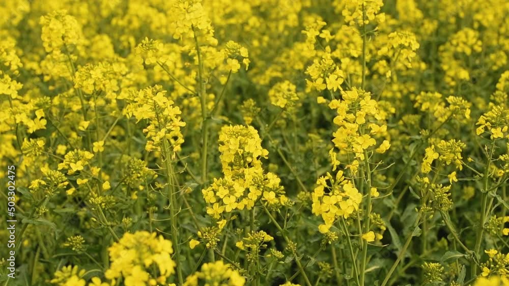 Blooming yellow canola (Brassica Napus) flower in field Blooming yellow canola (Brassica Napus) flower in field