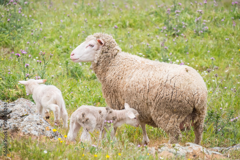 Sheep with their young with a few days of life