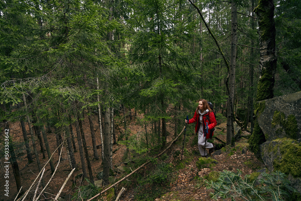 Woman tourist traversing forest with Nordic walking poles
