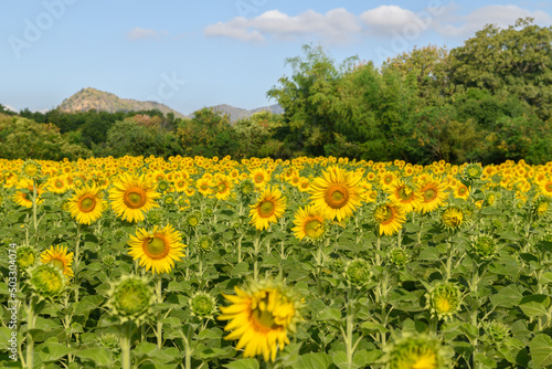 Sunflowers is blooming in the sunflower field.