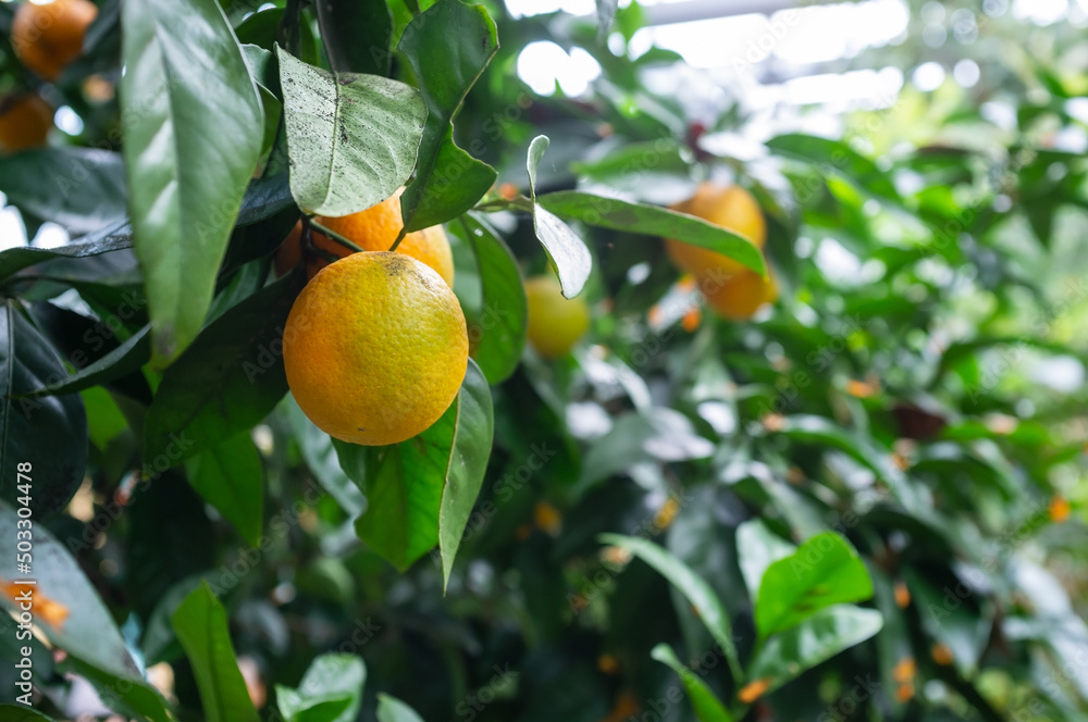 Sweet oranges or Citrus sinensis on a branch in green foliage, in a greenhouse. 