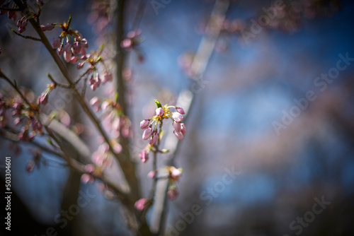 Cherry blossoms