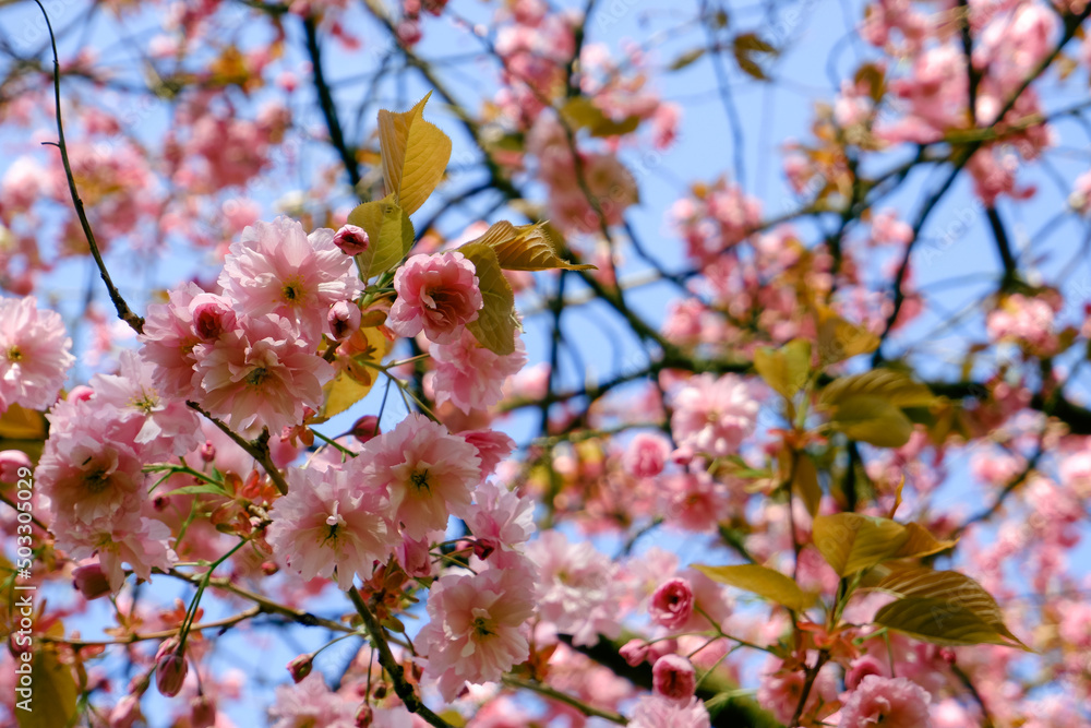 Blooming pink magnolia. Magnolia tree blossom with colourful sky on background. Flowering tree, spring purple flowers on soft blurred background with sunshine Blooming pink magnolia. Magnolia tree blossom with colourful sky on background. Flowering tree, spring purple flowers on soft blurred background with sunshine