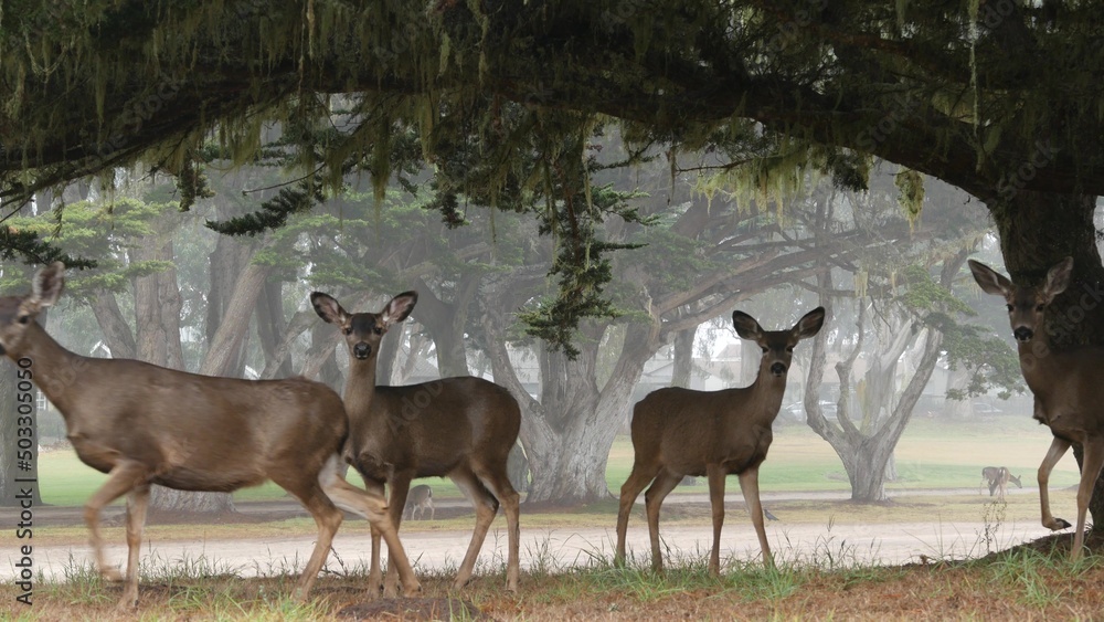 Wild young deer family grazing, green lawn grass, group of animals. Many fawns or calfs in freedom, cypress tree on valley, meadow in foggy forest. Misty weather in Monterey, California wildlife, USA.