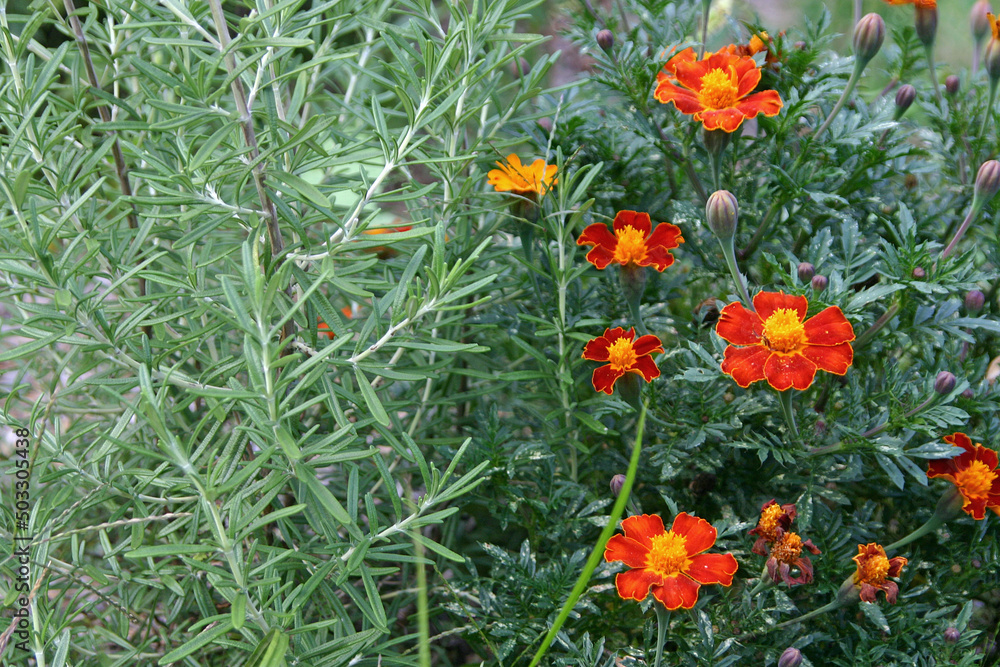 Rosemary and Marigold, Companion Plants In a Thriving Organic Garden