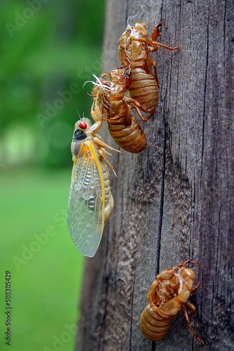 Emerging Cicada and Three Shed Skins