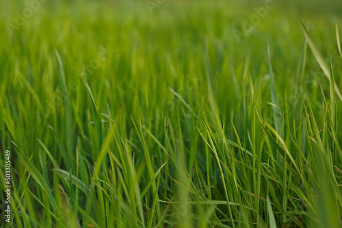 Green lawn with fresh grass outdoors, closeup