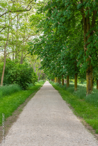 way through a green city park in spring