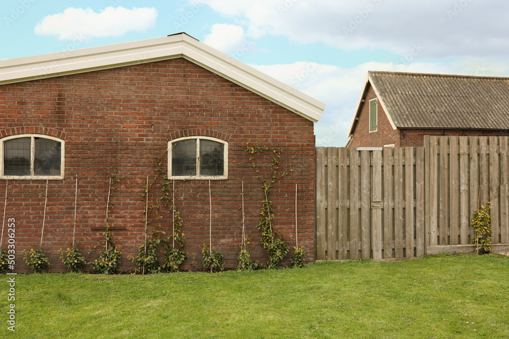 Obraz premium Spacious backyard with lush green grass, wooden fence and climbing plants growing on building wall