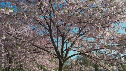 Wallpaper Mural Aerial footage of beautiful cherry blossoms in park. Drone video of sakura trees full in blooming pink flowers in spring in picturesque garden. Branches of the tree over sunny blue sky. Floral pattern Torontodigital.ca